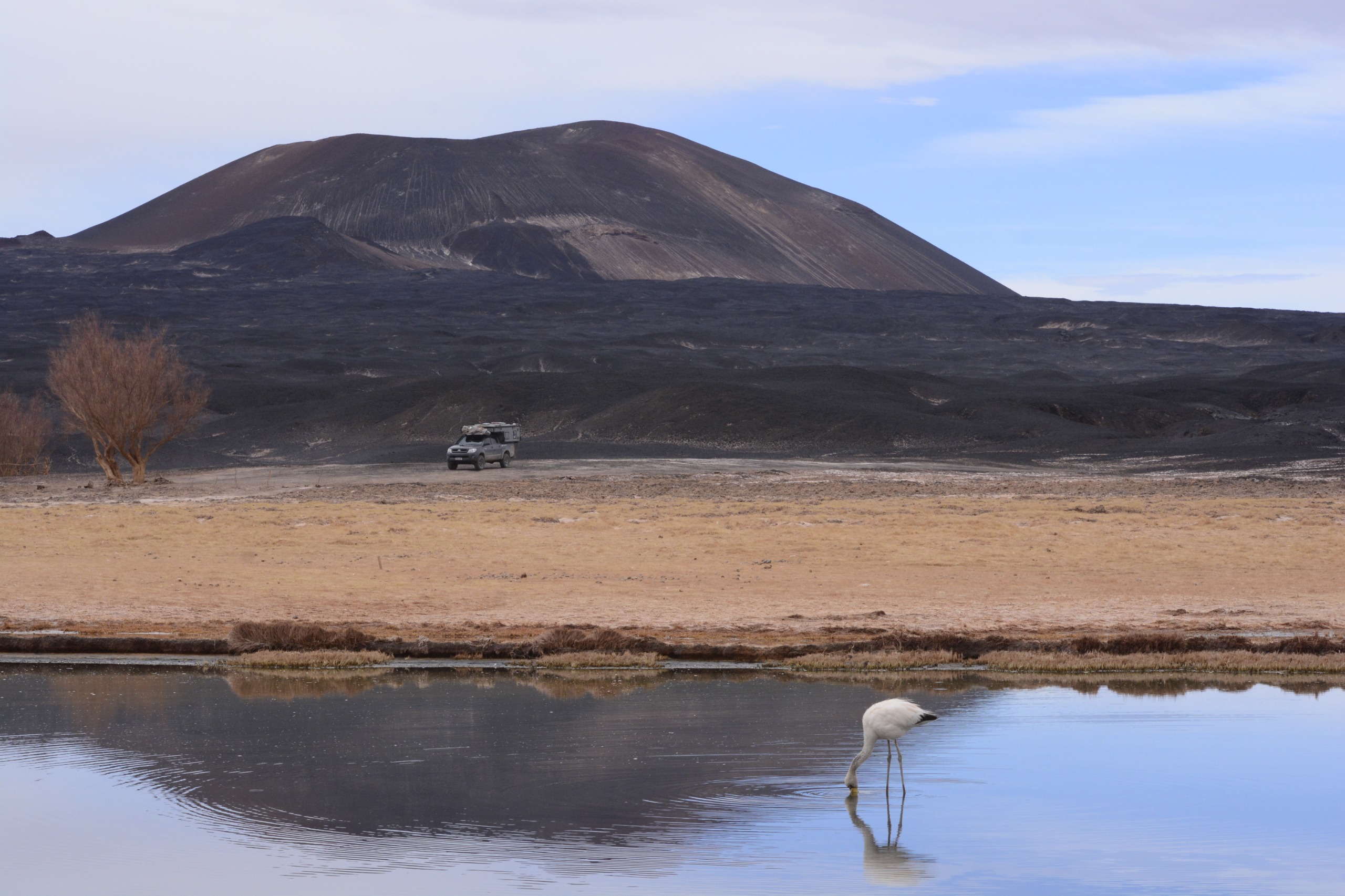 Lagoa e flamingo em paisagem de altitude